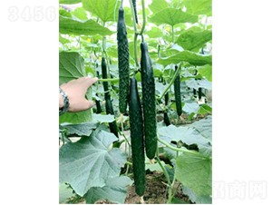 ������̖(h��o)-�S�ϷN��-�r(n��ng)�ƷN��