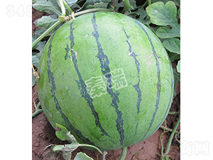 ��������-���ϷN��-����