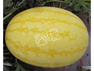 ���-���ϷN��-����