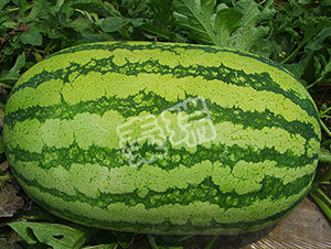 �߿���̖(h��o)-���ϷN��-����