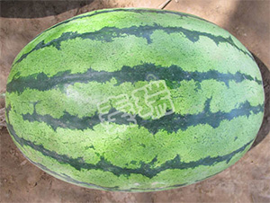 �����ز���-���ϷN��-����