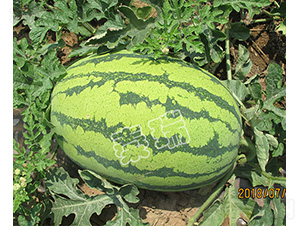 �t����̖(h��o)-���ϷN��-����