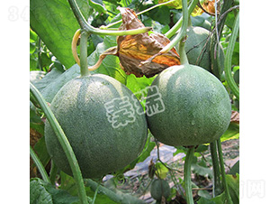 ����G��-��ϷN��-����