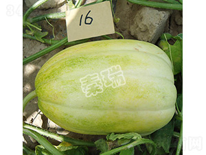 ������̖(h��o)-��ϷN��-����