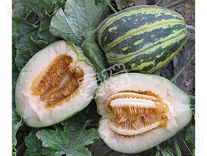 ��������-��ϷN��-����