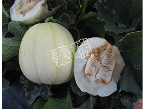 �������-��ϷN��-����