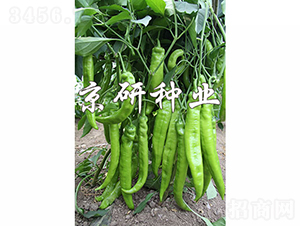 ����907-�����N��-���зN�I(y��)