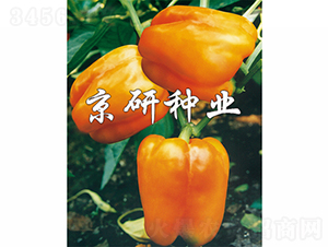 �S��1̖-�����N��-���зN�I(y��)