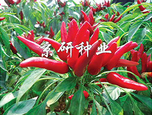 ����116-�����N��-���зN�I(y��)