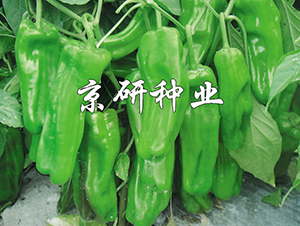 ����519-�����N��-���зN�I(y��)