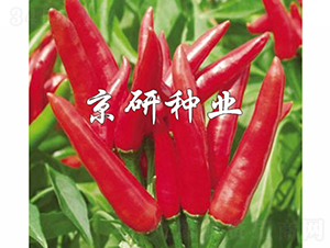 ���P-�����N��-���зN�I(y��)