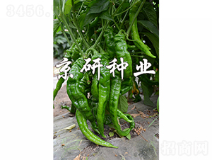 ����4̖-�����N��-���зN�I(y��)