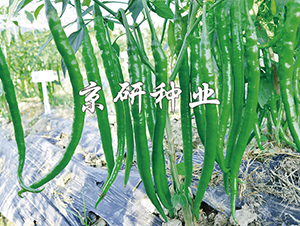 ����3̖-�����N��-���зN�I(y��)