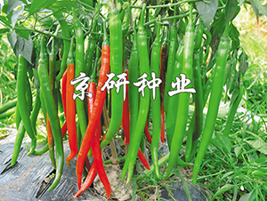 ����6̖-�����N��-���зN�I(y��)