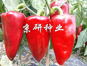 ���T5̖-�����N��-���зN�I(y��)