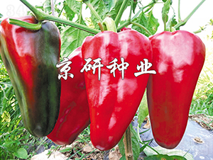 ���T6̖-�����N��-���зN�I(y��)