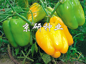 ����3̖-�����N��-���зN�I(y��)