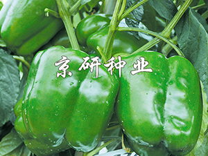 ����4̖-�����N��-���зN�I(y��)