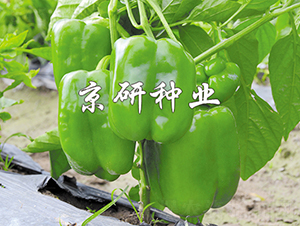 ����5̖-�����N��-���зN�I(y��)