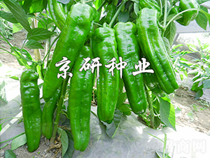 ����468-�����N��-���зN�I(y��)