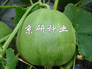 ����G��2̖-��ϷN��-���зN�I(y��)