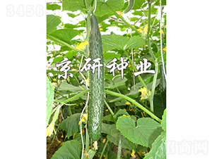 ���ж���1568-�S�ϷN��-���зN�I(y��)