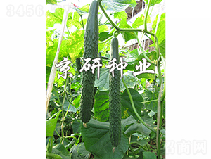 ���Ѓ�(y��u)��-�S�ϷN��-���зN�I(y��)