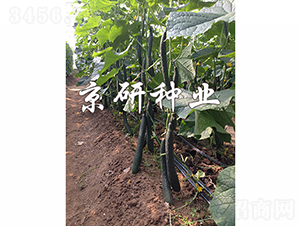 ���S440-�S�ϷN��-���зN�I(y��)