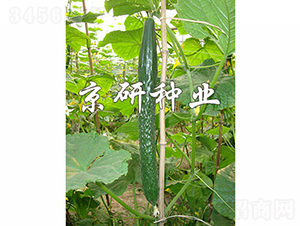 ����407-�S�ϷN��-���зN�I(y��)