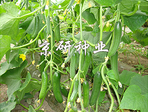 ��������13̖(h��o)-�S�ϷN��-���зN�I(y��)