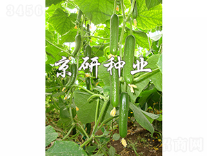 ��������9̖(h��o)-�S�ϷN��-���зN�I(y��)