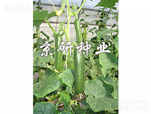 ��������8̖(h��o)-�S�ϷN��-���зN�I(y��)