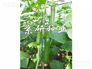 �G���`6̖(h��o)-�S�ϷN��-���зN�I(y��)