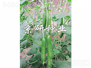 �G���`5̖(h��o)-�S�ϷN��-���зN�I(y��)