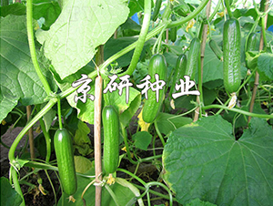 �G���`2̖(h��o)-�S�ϷN��-���зN�I(y��)