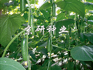 ��������5̖(h��o)-�S�ϷN��-���зN�I(y��)