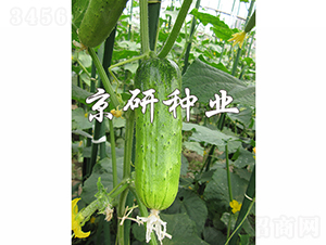 ���оG�ᭇ-�S�ϷN��-���зN�I(y��)