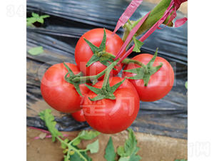 �f(w��n)��211-���ѷN��-��������