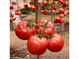 ����S307-���ѷN��-��������