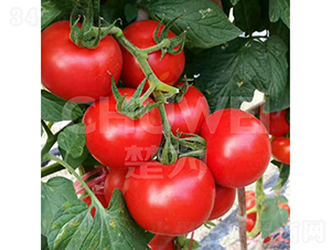 �M�üt518-���ѷN��-��������