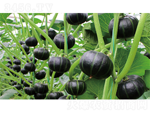 �nؐ2̖(h��o)-�ϹϷN��-�����N�I(y��)