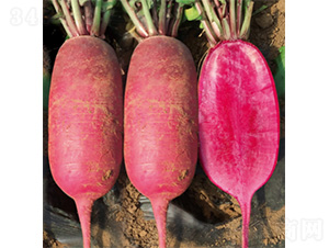 ����ϣ��18-�}���N��-�����N�I(y��)