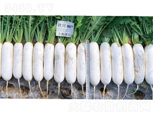 ����R807-�}���N��-�����N�I(y��)