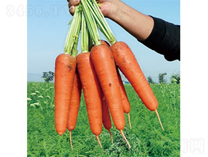 ����1̖(h��o)-���}���N��-�����N�I(y��)