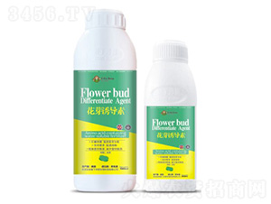 ��ѿ�T����-�۶�����