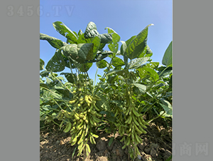 �϶�24-�󶹷N��-���r(n��ng)�Ƽ�