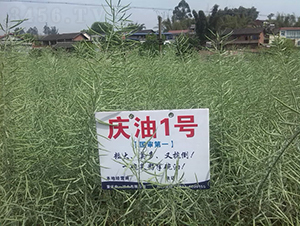 �c��1̖(h��o)-�Ͳ˷N��-���r(n��ng)�Ƽ�