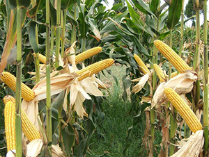 ��ǧһ̖-���׷N��-���r(n��ng)�Ƽ�