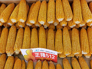 ��¡512-���׷N��-���r(n��ng)�Ƽ�