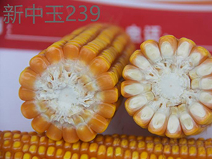 ������239-���׷N��-���r(n��ng)�Ƽ�